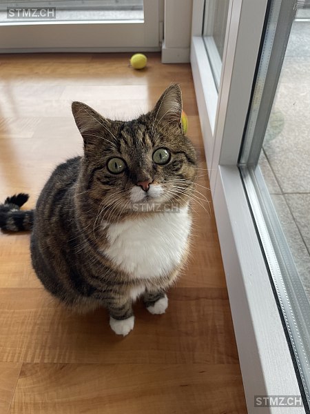 Muffin — British Kurzhaar ♀, Vermisst seit 25.06.2025, Uetikon am See (ZH)