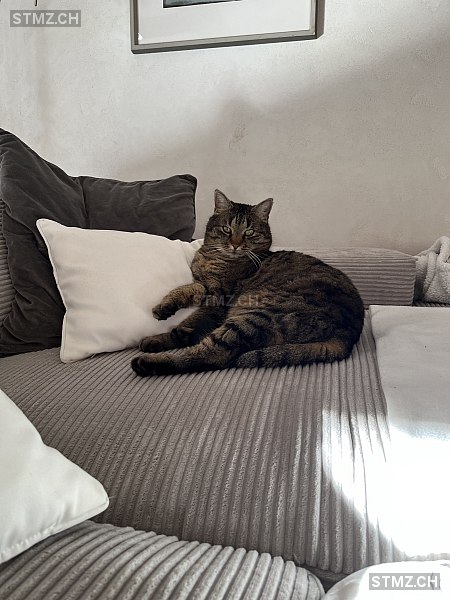 Mercy — Hauskatze ♀, Vermisst seit 23.06.2025, Gstaad (BE)