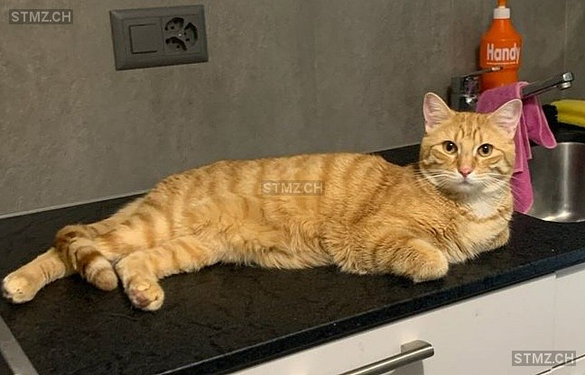 Junior — Hauskatze ♂, Vermisst seit 14.06.2025, Les Hauts-Geneveys (NE)