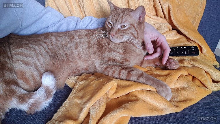 Simba — Exotisch Kurzhaar ♂, Vermisst seit 09.10.2024, Buochs (NW)