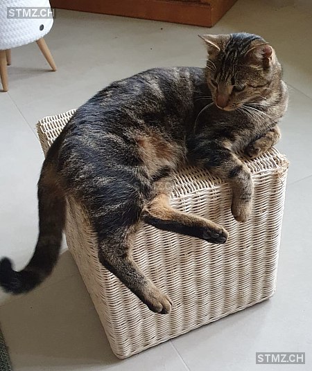 Nachoz — Hauskatze ♂, Vermisst seit 22.06.2025, Möriken AG (AG)