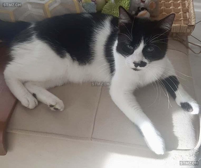 Adena — Hauskatze ♀, Vermisst seit 21.06.2025, Satigny (GE)