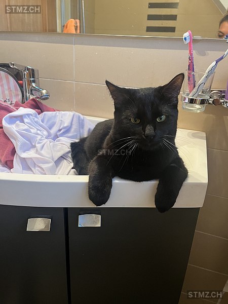 Arthur — Hauskatze ♂, Vermisst seit 23.06.2025, Montezillon (NE)