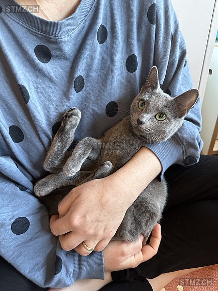 Rosa — Russisch Blau ♀, Vermisst seit 16.06.2025, Mollis (GL)