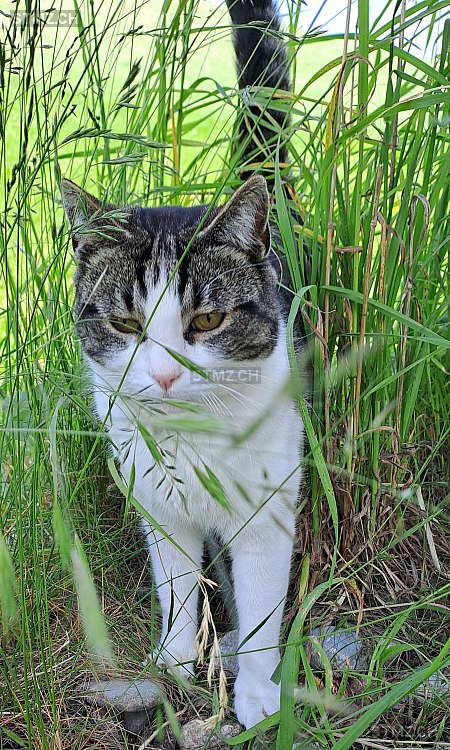 Moli — Hauskatze ♀, Vermisst seit 16.06.2025, Bärau (BE)