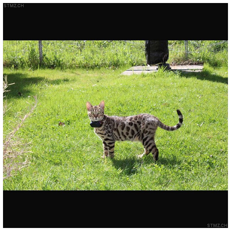 Mala — Bengalen ♀, Vermisst seit 28.06.2025, Allschwil (BL)