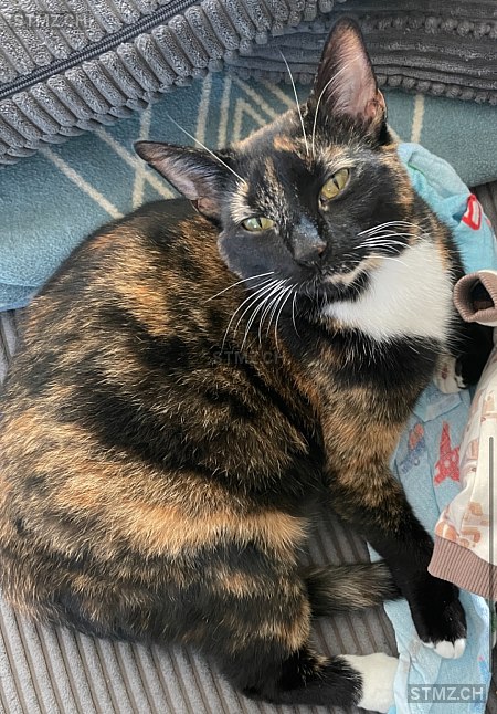 Luna — Hauskatze ♀, Vermisst seit 09.06.2025, Oeschgen (AG)