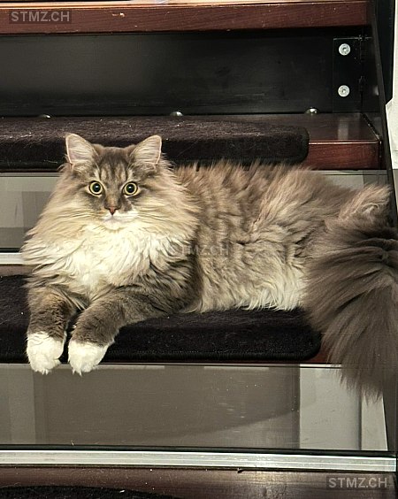 Berlioz — Hauskatze ♂, Vermisst seit 14.06.2025, La Rippe (VD)