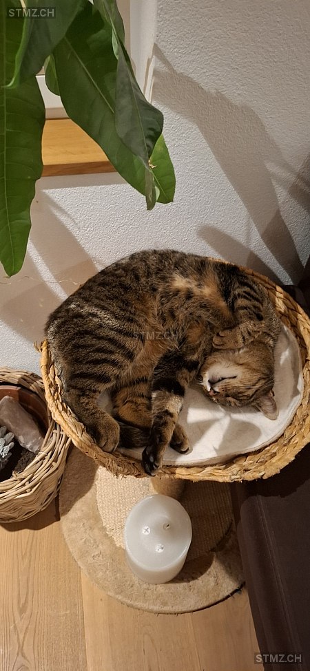 Easy — Hauskatze ♂, Vermisst seit 14.06.2025, Cham (ZG)
