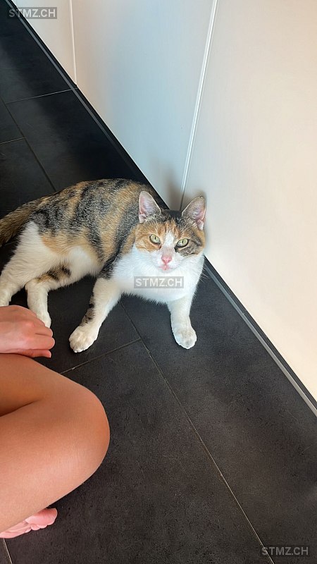 Mimi — Hauskatze ♀, Vermisst seit 24.06.2025, Schaffhausen (SH)
