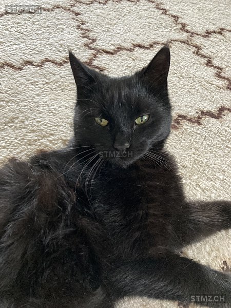 NERO — Hauskatze ♂, Vermisst seit 15.05.2025, Widnau (SG)