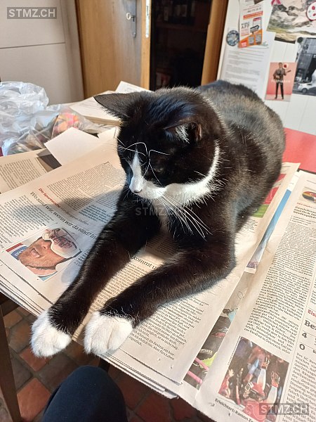 Bindu — Hauskatze ♂, Vermisst seit 24.06.2025, Ammerswil AG (AG)