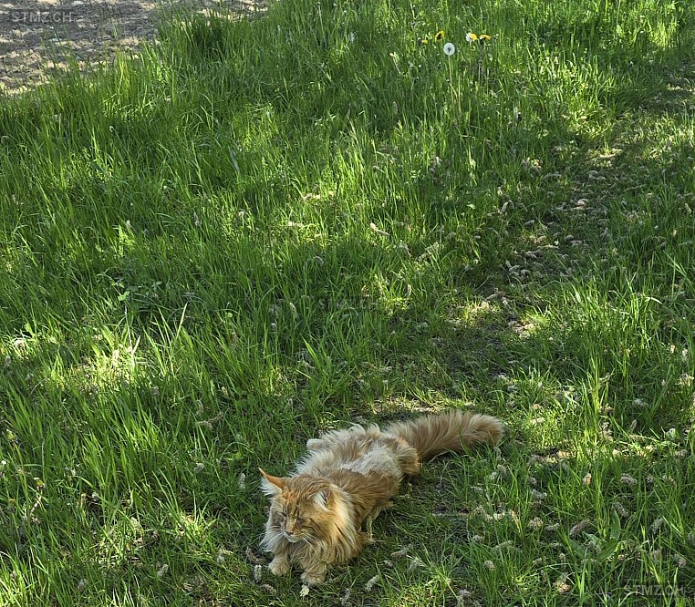 Kyuubi — Maine Coon ♂, Vermisst seit 02.05.2025, Melchnau (BE)