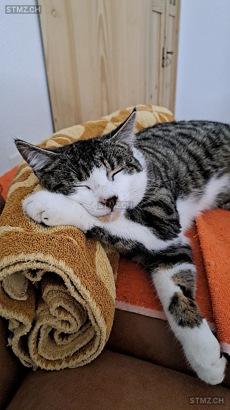 Enya — Hauskatze ♀, Vermisst seit 21.06.2025, Spiez (BE)