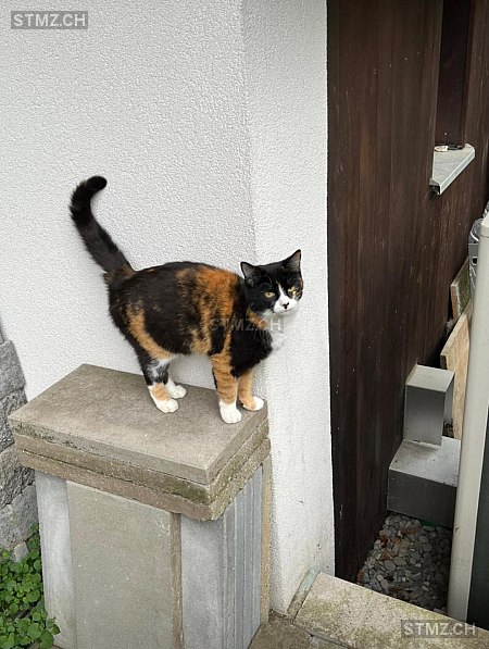 Lina — Hauskatze ♀, Vermisst seit 24.06.2025, Ins (BE)