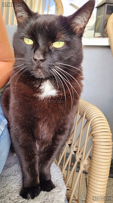 Whisky — Hauskatze ♀, Vermisst seit 16.06.2025, Sargans (SG)