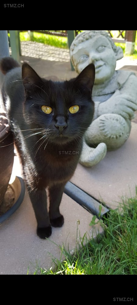 Sheba — Hauskatze ♀, Vermisst seit 29.06.2025, Studen BE (BE)
