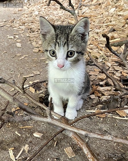 Flora — Hauskatze ♀, Vermisst seit 29.06.2025, Sattel (SZ)