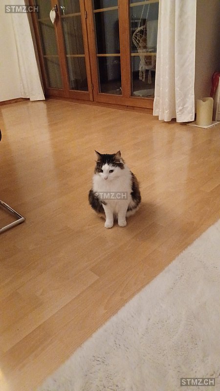 Jack /Jakob — Hauskatze ♂, Vermisst seit 29.06.2025, Spiez (BE)