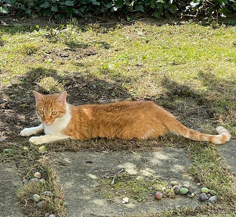 Simba — Hauskatze ♂, Vermisst seit 17.06.2025, Hägglingen (AG)