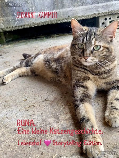 RUNA — Hauskatze ♀, Vermisst seit 27.06.2025, Glashütten (AG)
