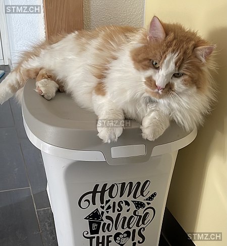 Fitso — Perser ♂, Vermisst seit 29.05.2025, Embrach (ZH)