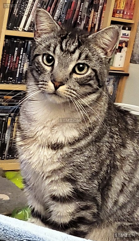 Sysu — Hauskatze ♂, Vermisst seit 30.06.2025, Hauptwil (TG)