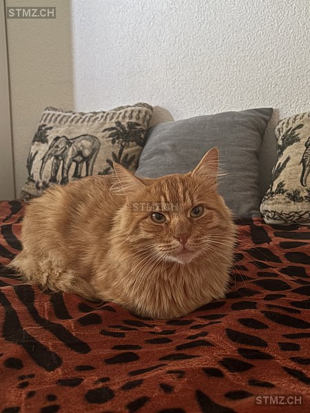 Simba — Hauskatze ♂, Vermisst seit 01.07.2025, Olten (SO)