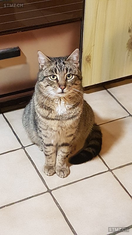 Tigerli — Hauskatze ♂, Vermisst seit 20.06.2025, Uetliburg SG (SG)
