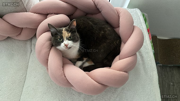 Daisy — Hauskatze ♀, Vermisst seit 24.06.2025, Bargen SH (SH)