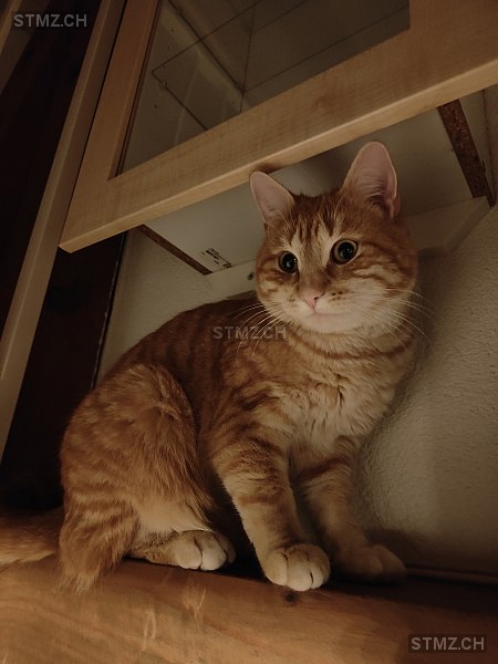 Weasley — Hauskatze ♂, Vermisst seit 27.06.2025, Hermetschwil-Staffeln (AG)