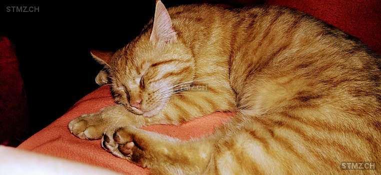 Simba — Hauskatze ♂, Vermisst seit 01.07.2025, Unterstammheim (ZH)