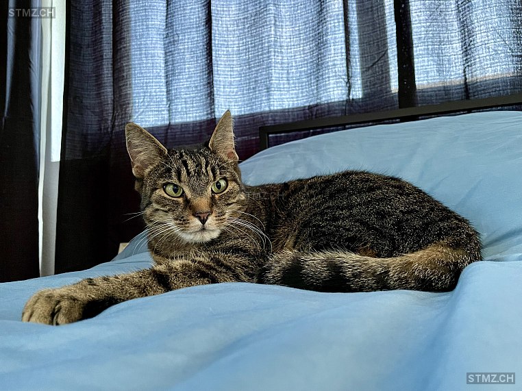 Luna — Hauskatze ♀, Vermisst seit 03.07.2025, Strengelbach (AG)