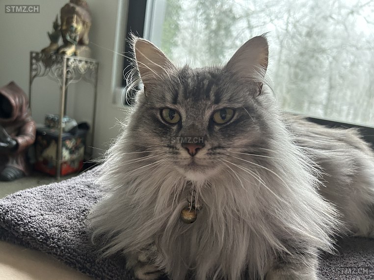 Jeannie — Hauskatze ♀, Vermisst seit 01.07.2025, Küsnacht ZH (ZH)