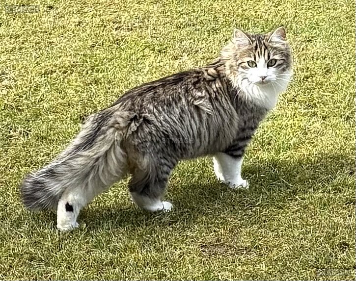 Micifú — Hauskatze ♀, Vermisst seit 01.07.2025, Oberwil-Lieli (AG)