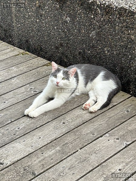 Bäschteli (gechipt auf Sebastian) — Hauskatze ♂, Vermisst seit 27.06.2025, Faoug (VD)