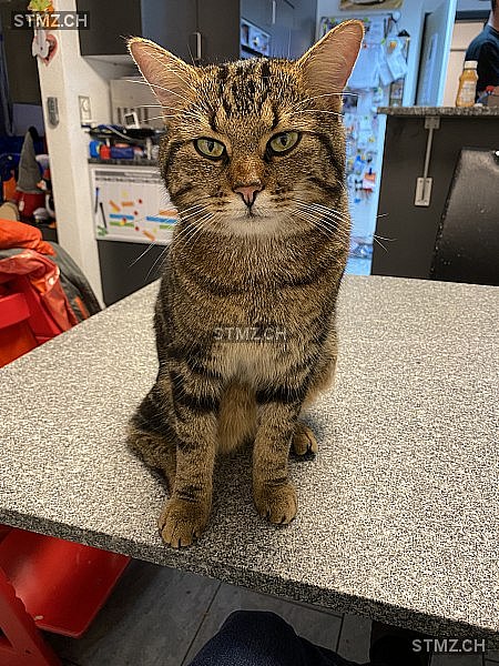 Tom — Hauskatze ♂, Vermisst seit 15.04.2025, Boniswil (AG)