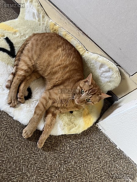 Louie — Hauskatze ♂, Vermisst seit 05.06.2025, Wangen an der Aare (BE)