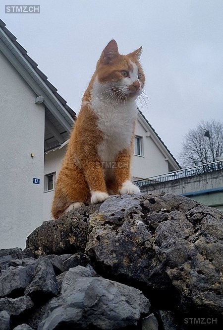 Elfo — Hauskatze ♂, Vermisst seit 30.06.2025, Abtwil AG (AG)