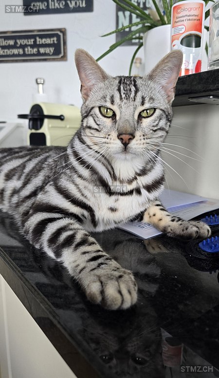 Simba — Bengalen ♂, Vermisst seit 30.06.2025, Beckenried (NW)