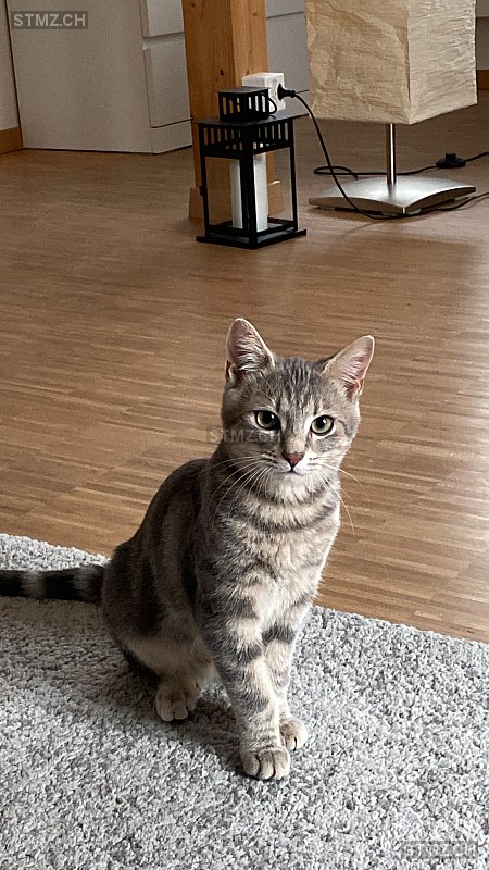 Carlo — Hauskatze ♂, Vermisst seit 03.07.2025, Trimbach (SO)