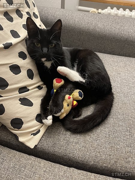 Betty — Hauskatze ♀, Vermisst seit 30.06.2025, Spiegel bei Bern (BE)