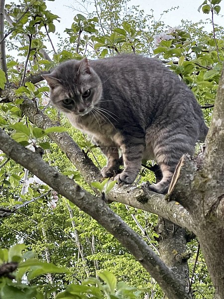 Jack — Hauskatze ♂, Vermisst seit 03.07.2025, Villars-Epeney (VD)