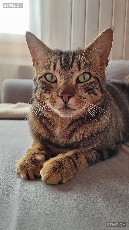 Chnopf — Hauskatze ♂, Vermisst seit 04.07.2025, Heimberg (BE)