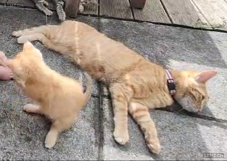 Stubsi — Hauskatze ♀, Vermisst seit 29.05.2025, Kriens (LU)