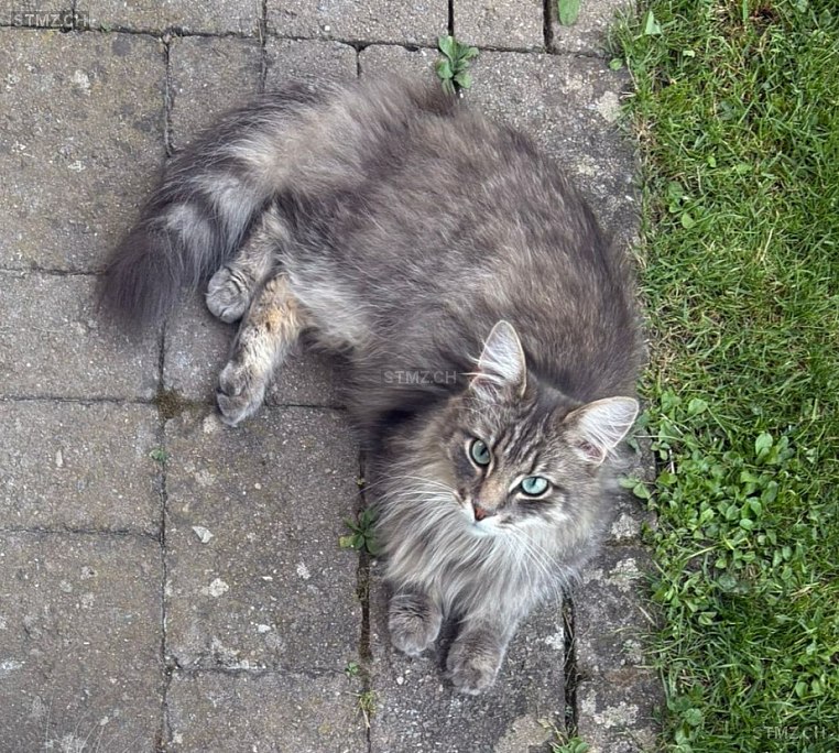 Lenny — Hauskatze ♂, Vermisst seit 24.06.2025, Würenlos (AG)