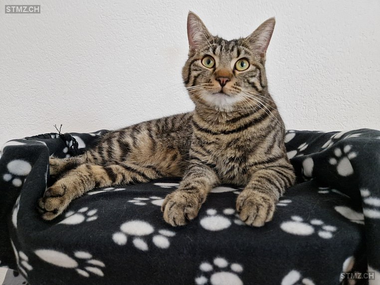 Chico — Hauskatze ♂, Vermisst seit 04.07.2025, Bachenbülach (ZH)