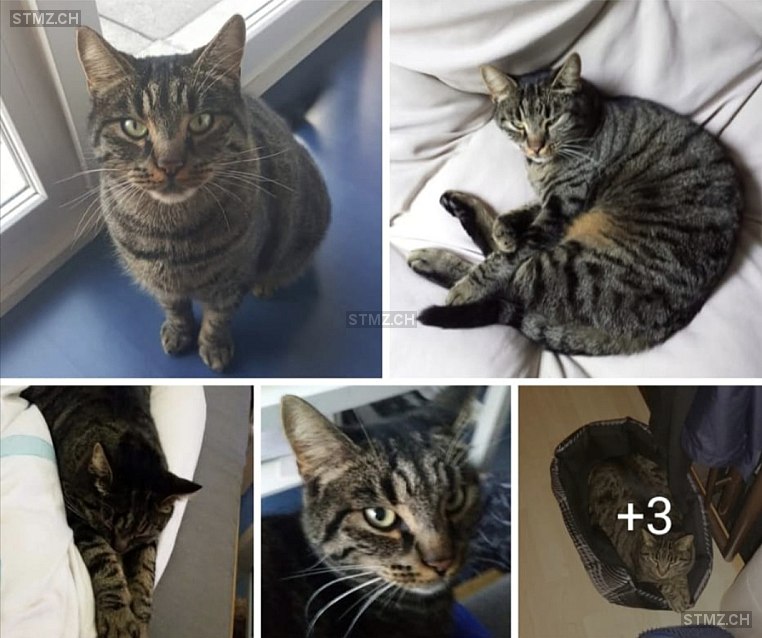 Yoshi — Hauskatze ♂, Vermisst seit 31.05.2025, Giebenach (BL)