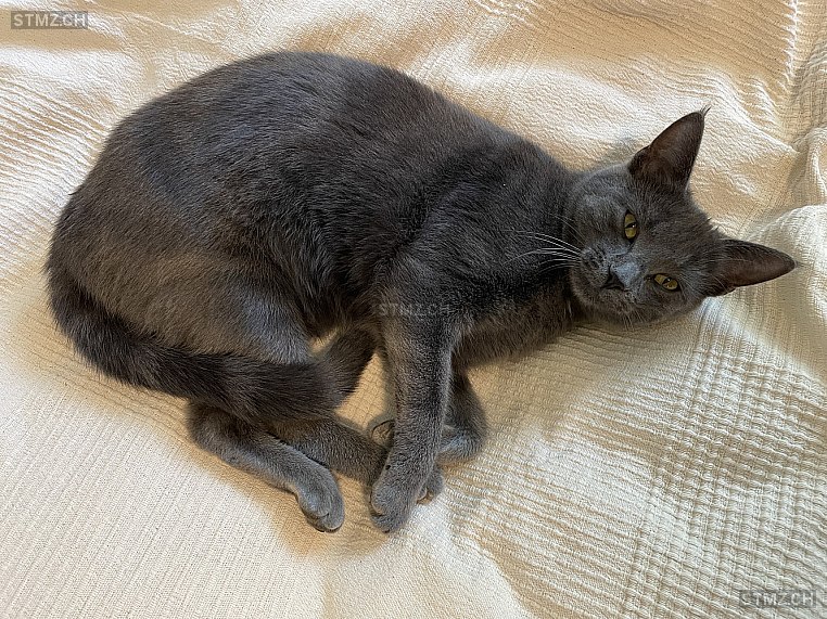 Andy Lou — Russisch Blau ♀, Vermisst seit 18.05.2025, Luzern (LU)