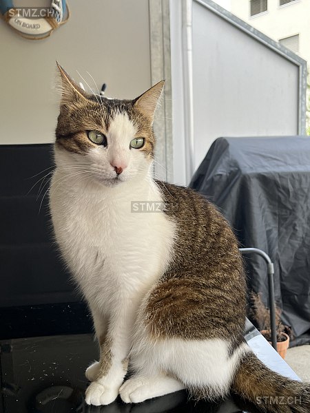 Paok — Hauskatze ♂, Vermisst seit 06.07.2025, Safenwil (AG)